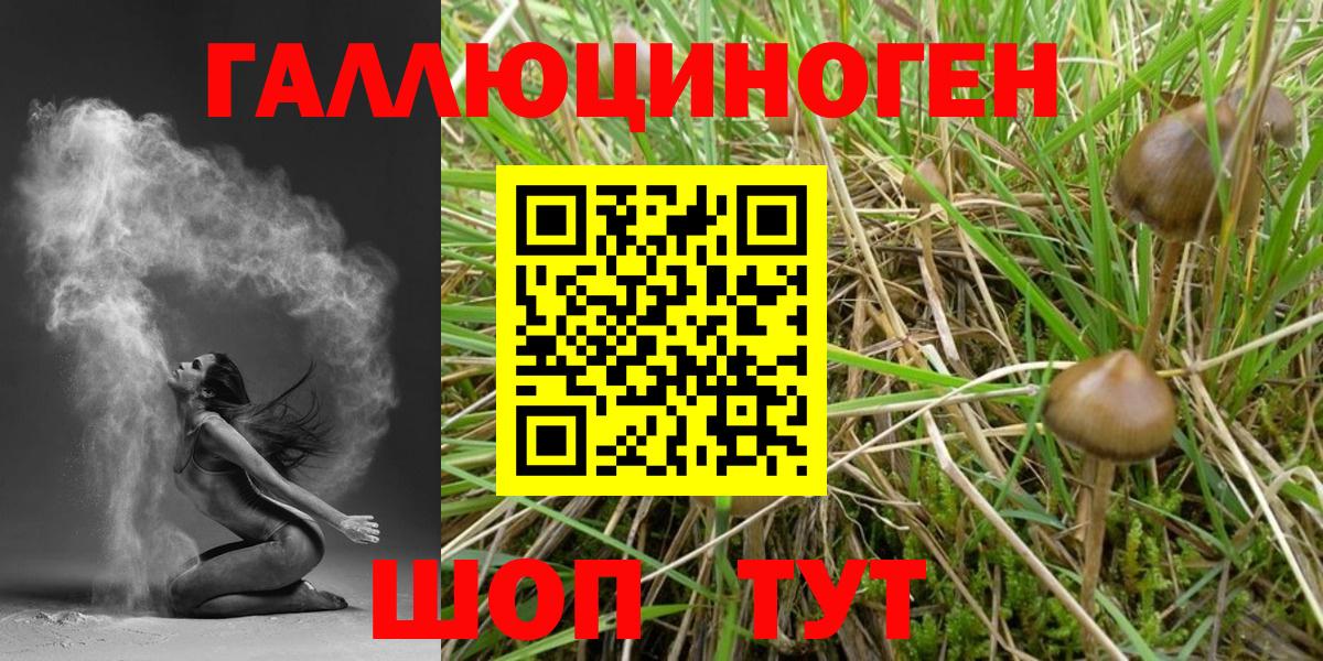 Псилоцибиновые грибы мицелий Кудрово